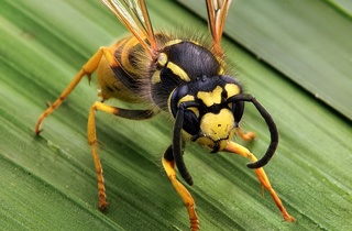 Edmonton Wasp Exterminators